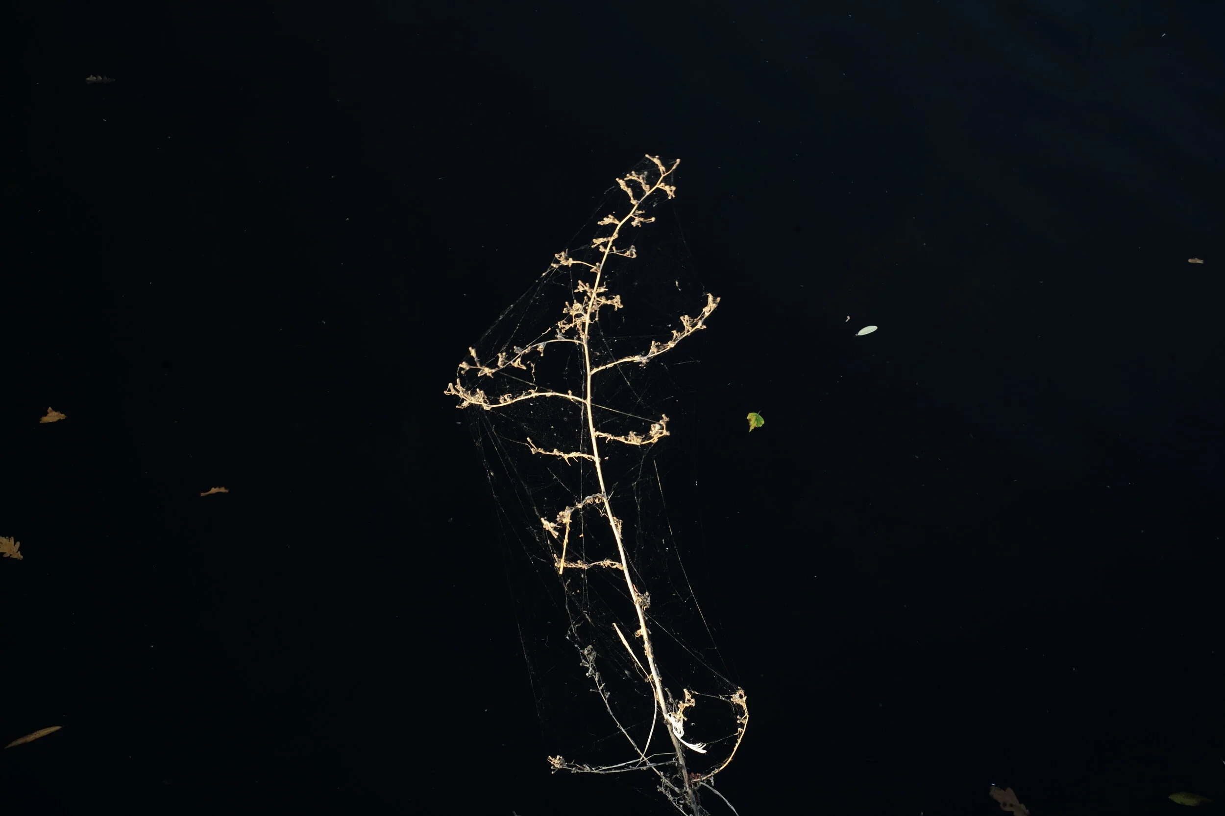 L1002375.JPG