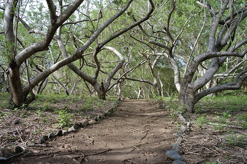 CAMINO.jpg