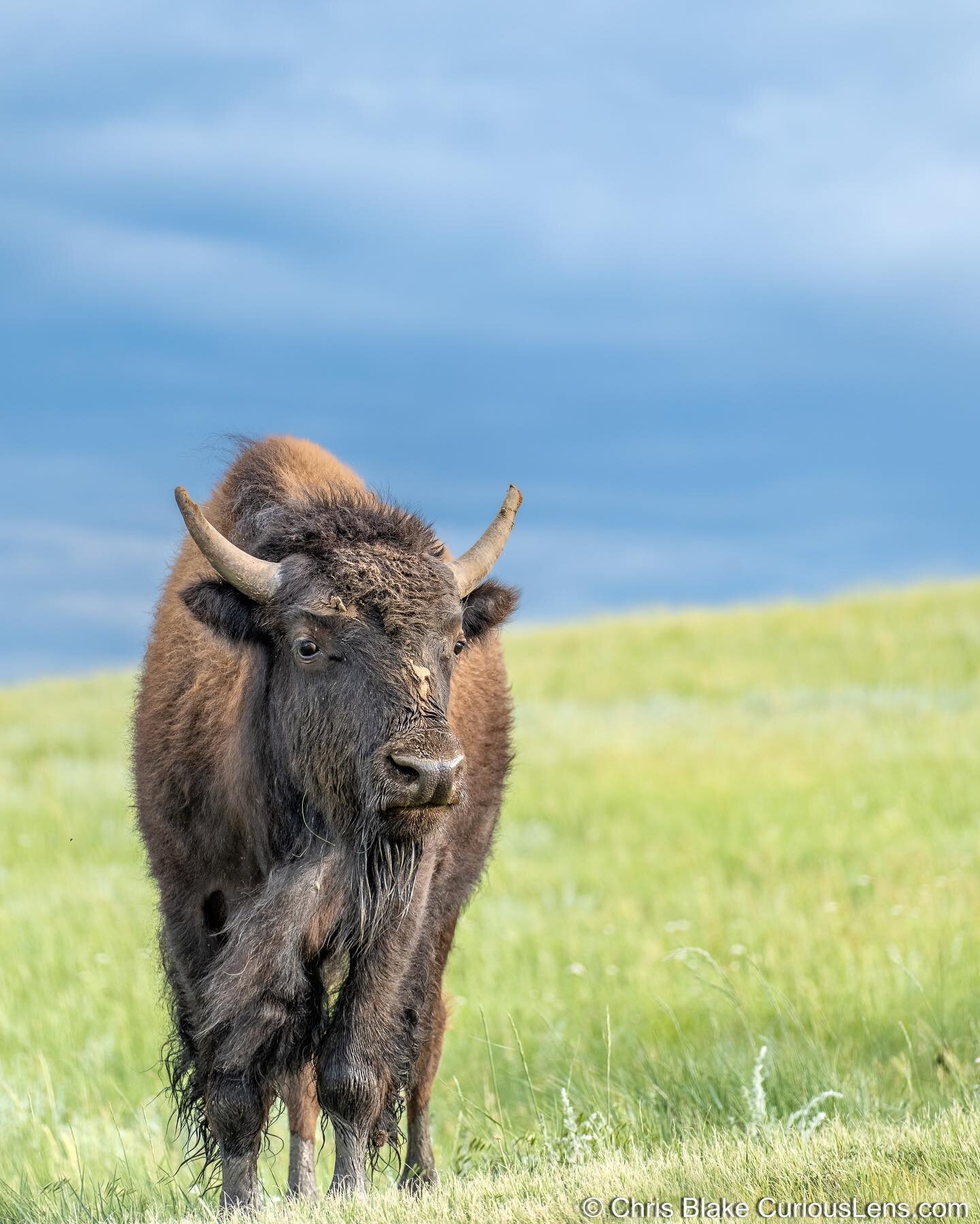 I&rsquo;m not a big wildlife photographer, but when you&rsquo;re  in Theodore Roosevelt National Park and the Bison is next to the road what else can you do? Taken from a inside the car at a safe distance.
.
.
.
Website - CuriousLens.com
.
.
.

#wand