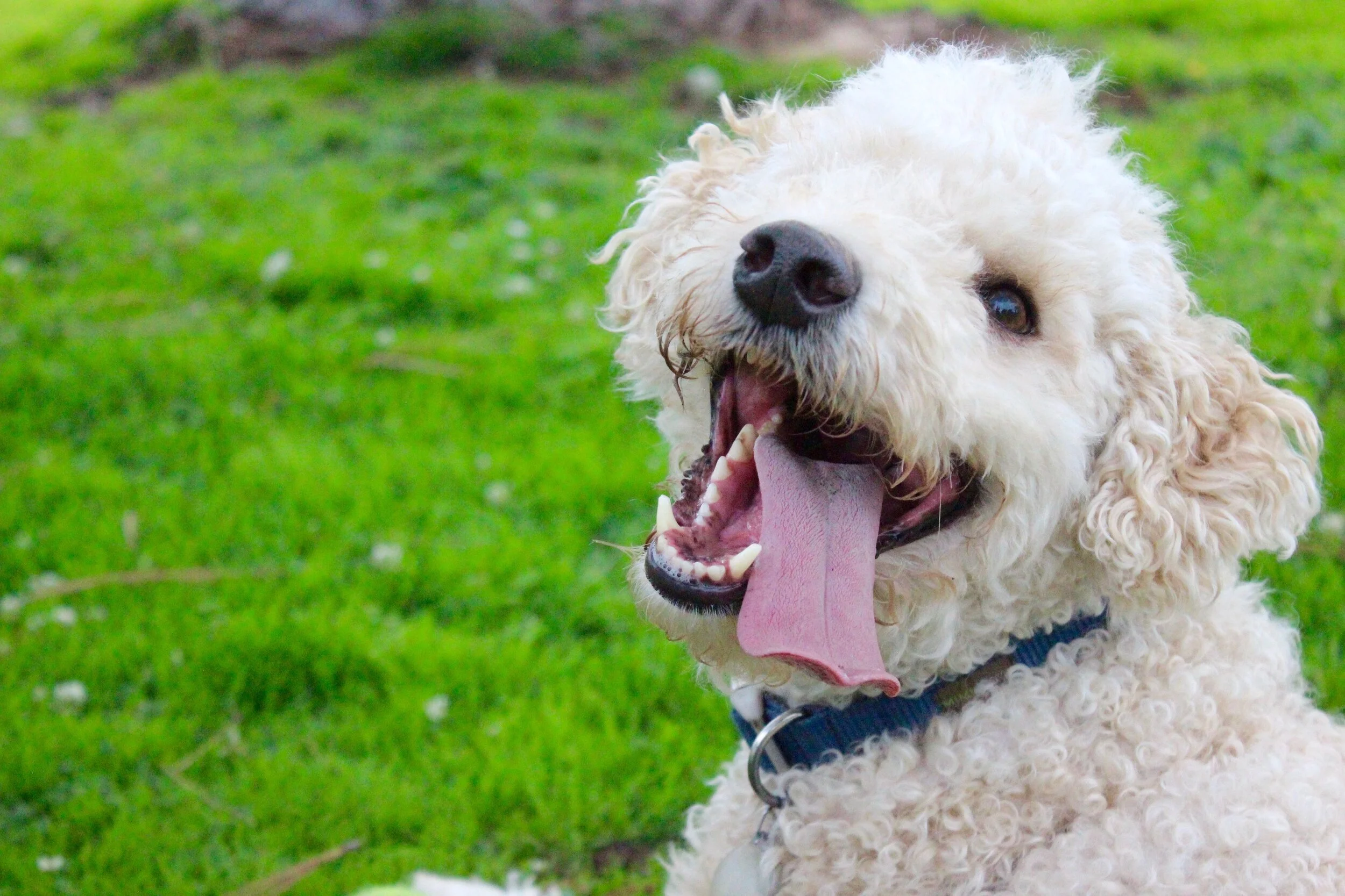 It's A Trap: "Is Your Dog Friendly?"