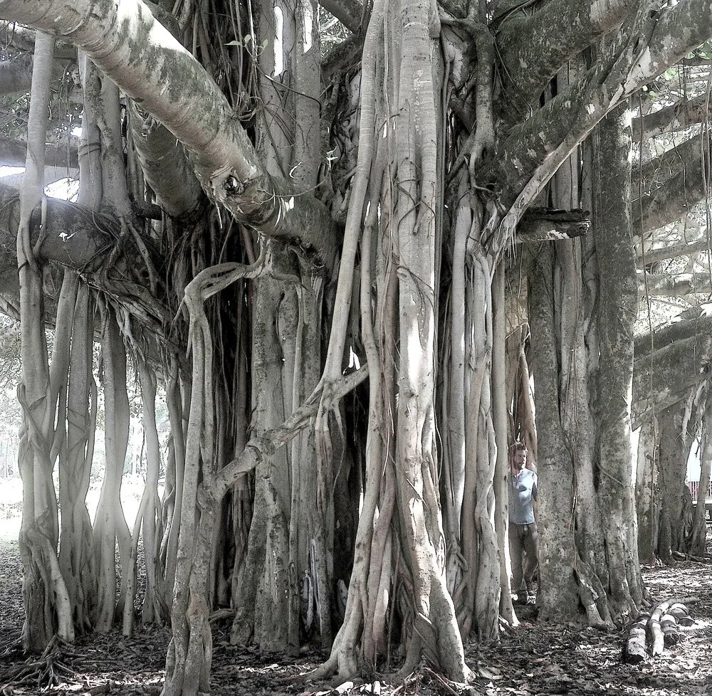 Origins Home Howls A Void Dance