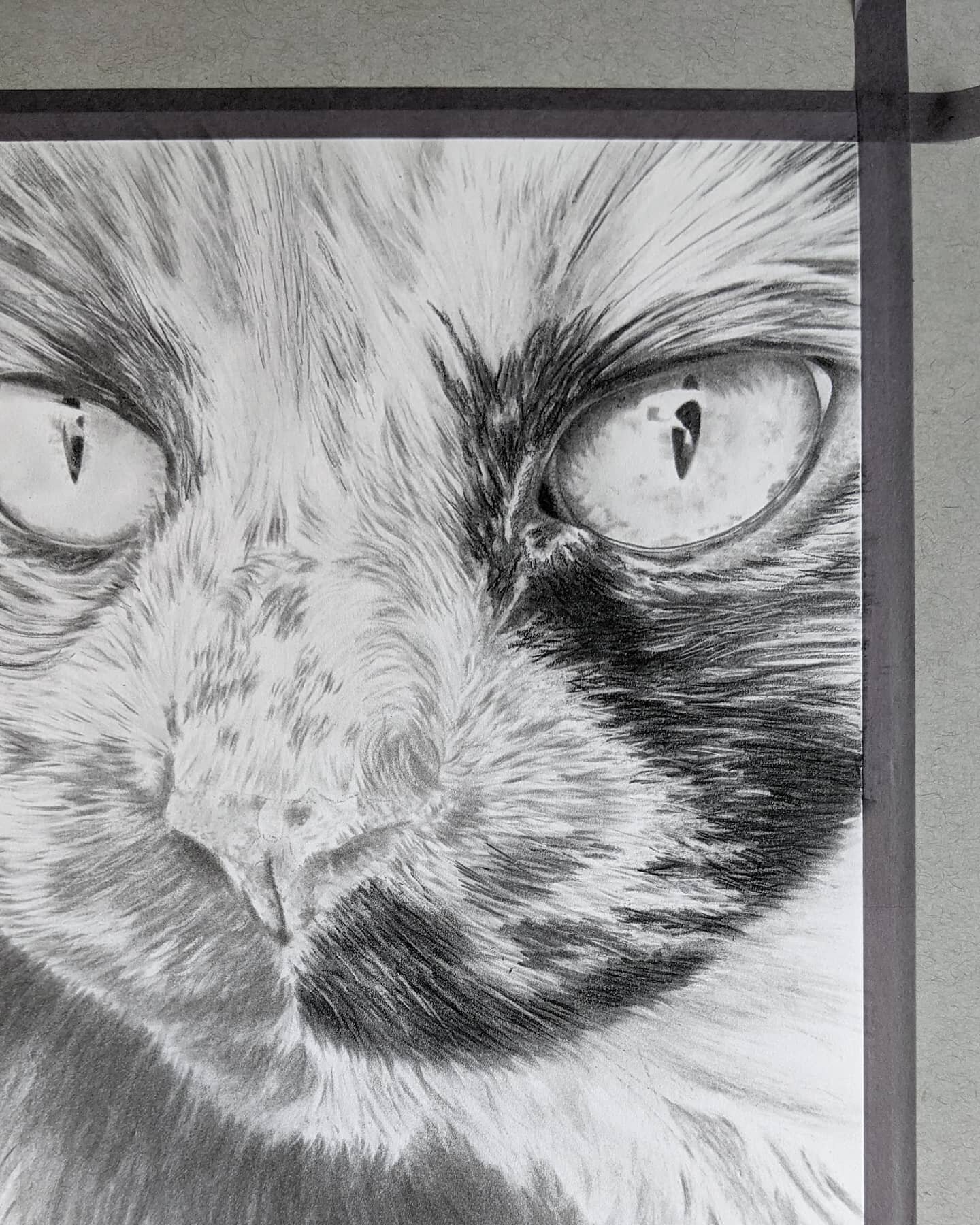 Emma. You must've been the perfect mix of sweet and FIERCE! 🐱...💥...🦁

Progress photo of Emma - 8x10 - charcoal on Strathmore Bristol paper.
.
.
.
Commissions are currently full for 2021.