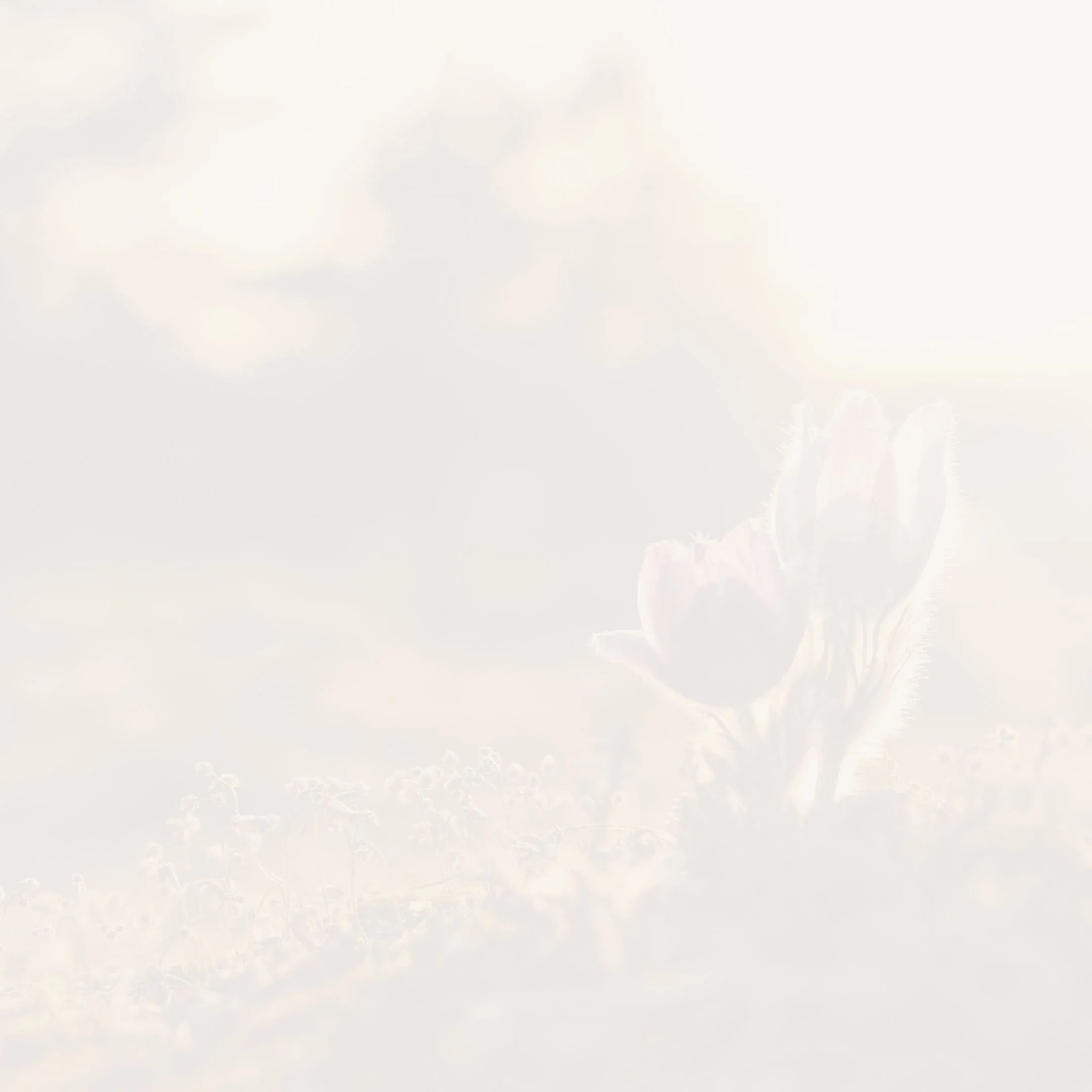 PODIA PRODUCTS (15).jpg