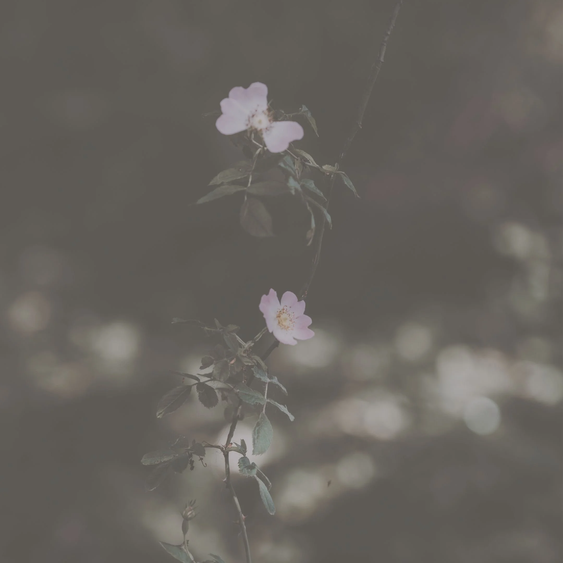 PODIA PRODUCTS - 2026-03-08T131056.642.jpg