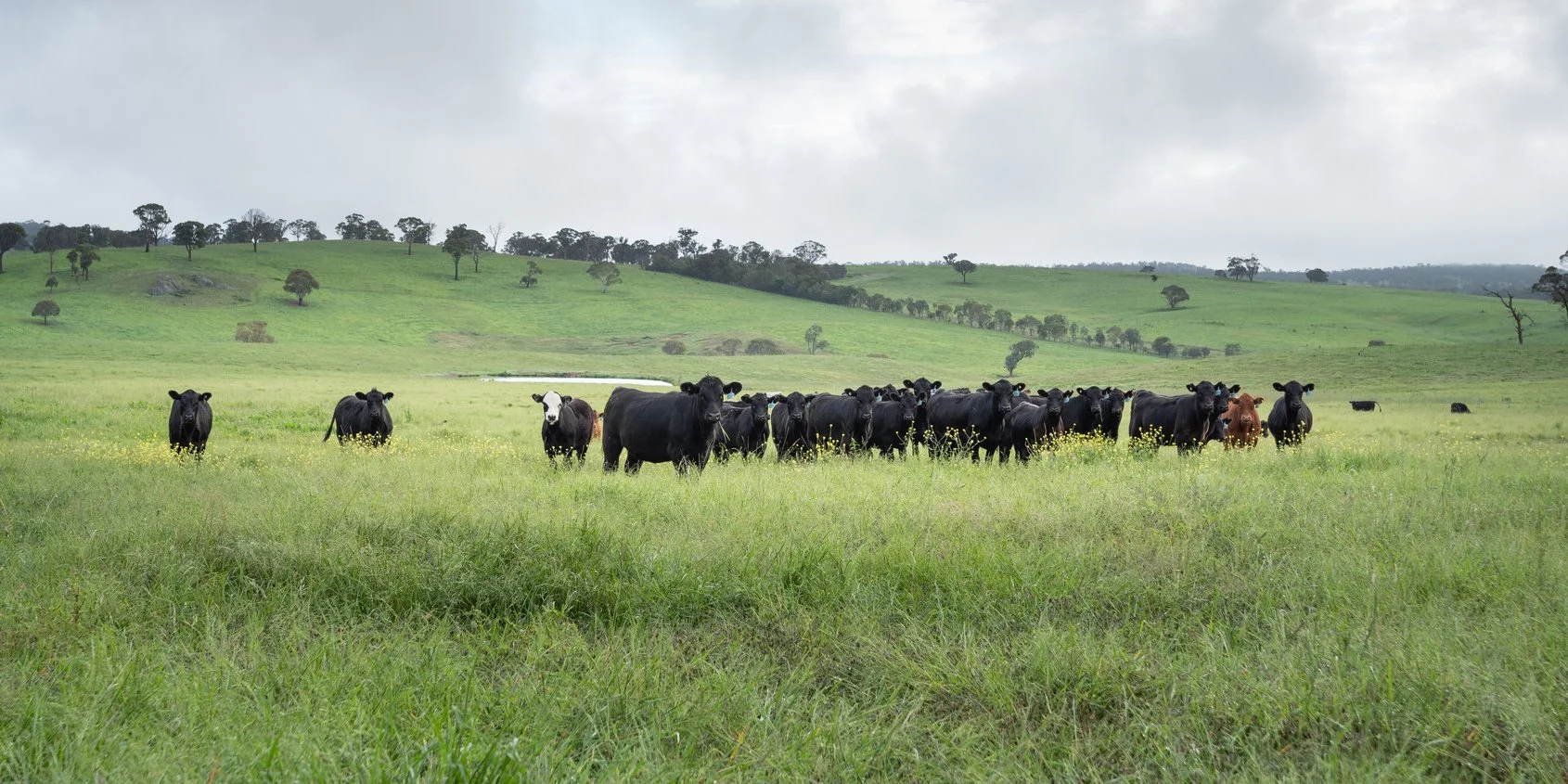 Bachelor of Agriculture