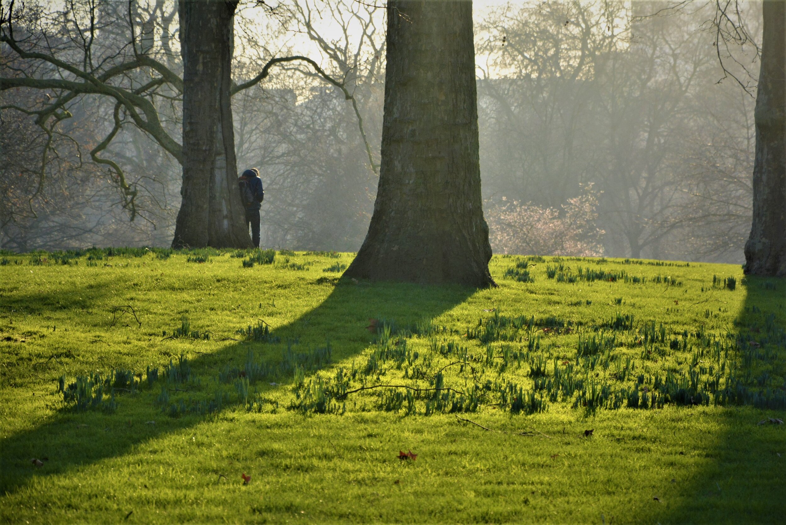 Royal Park, London UK II