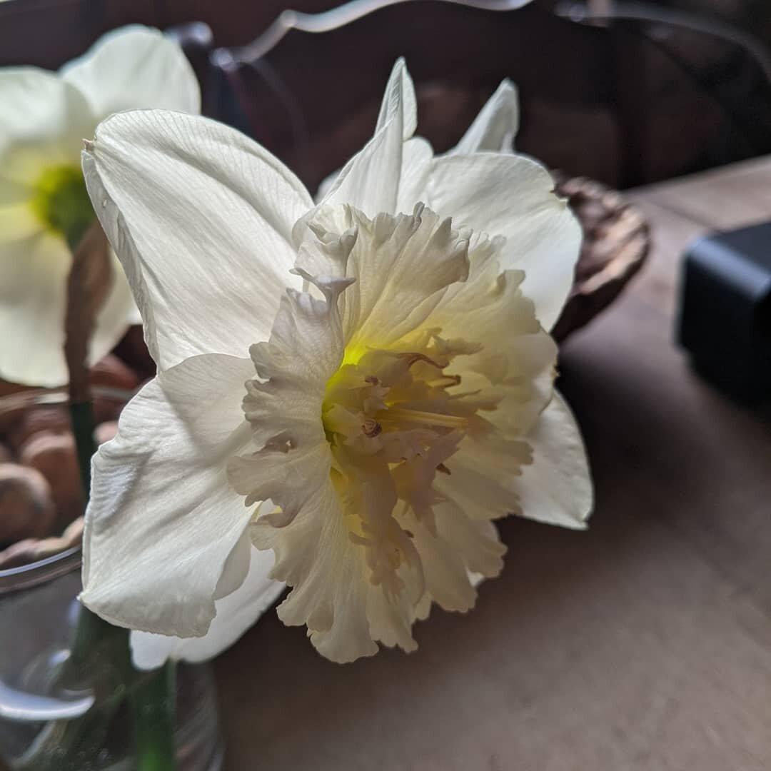 #Fr&uuml;hlingslicht #springtime #erleuchtete_narzisse #primavera_llega_ya #spacebrot #blauer_himmel auf #brot #selbstgebackenesbrot  #delicioso_pan #breadlove