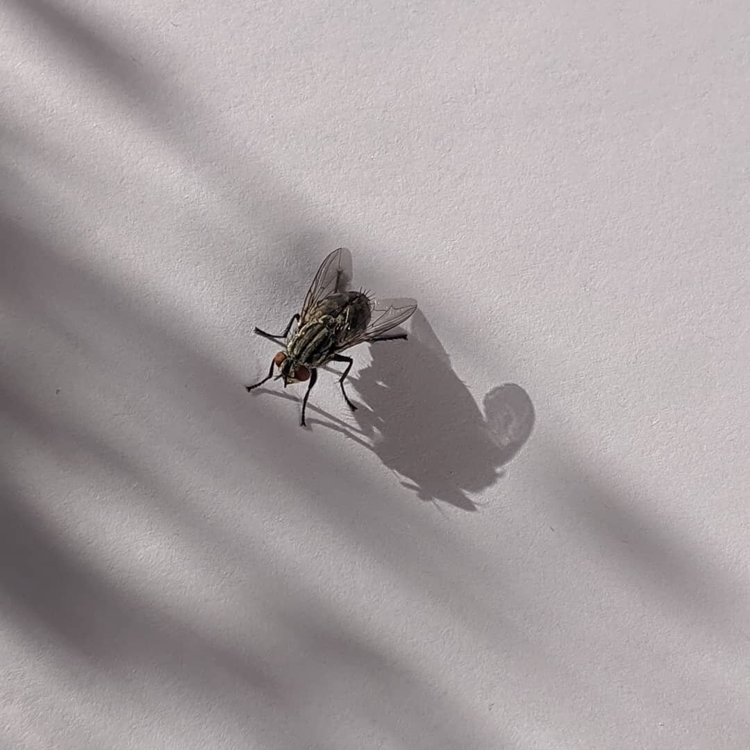 #the_visitor #lord_of_the_flies  #shadows #sombra #soledad