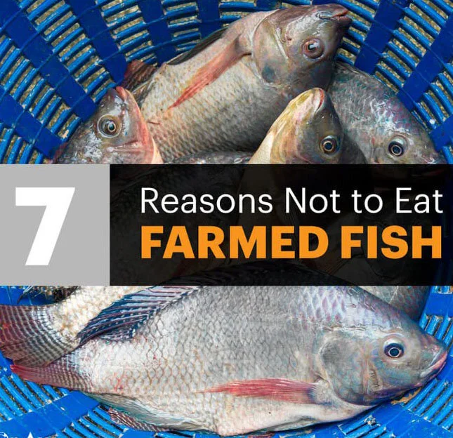 The Dangers of Farmed Fish