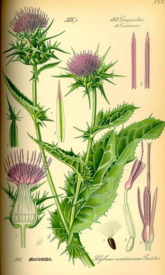 How Milk Thistle's Antioxidant Actions Help Protect The Liver From Toxins