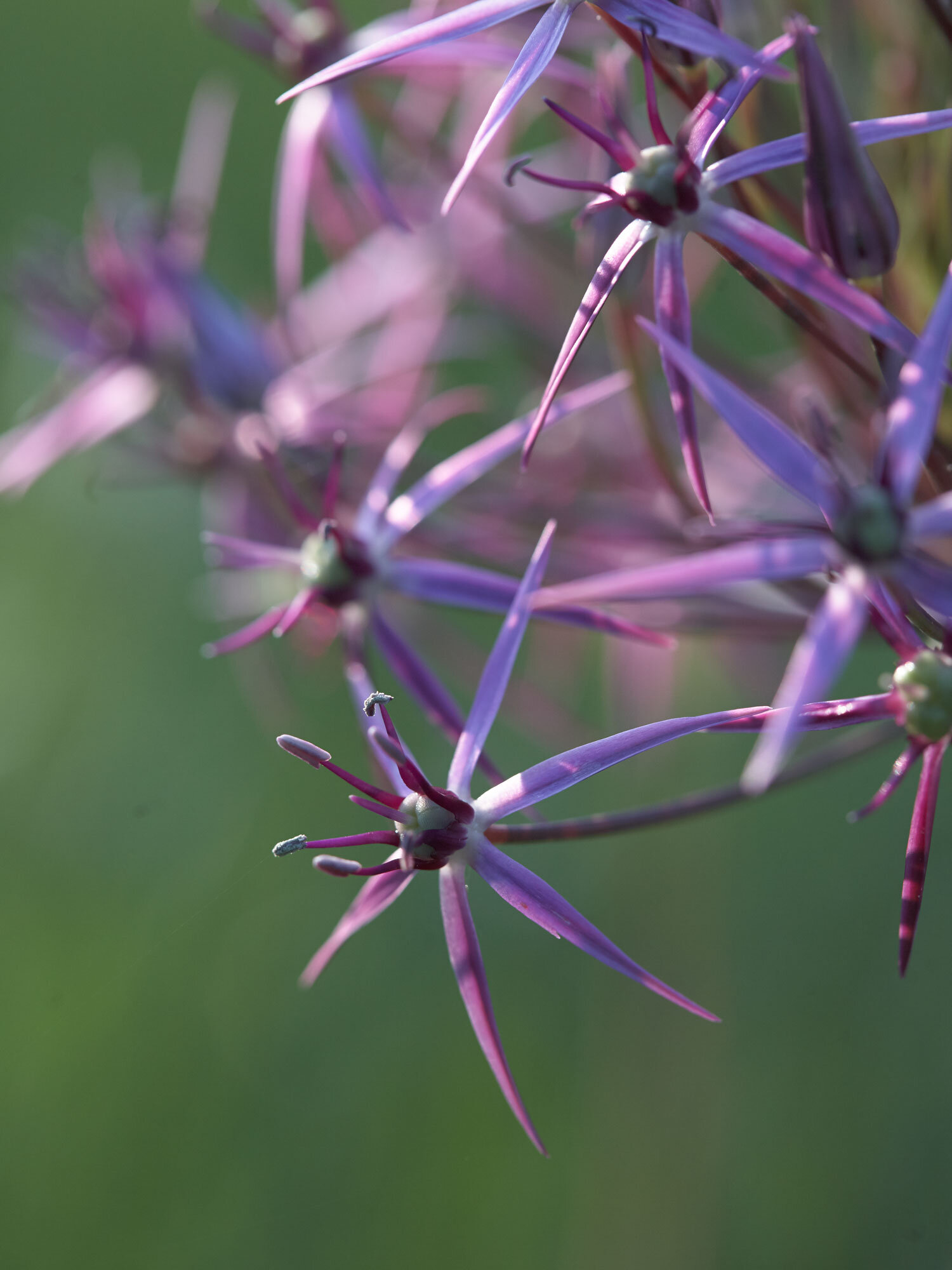 Mai-10-Garten-008_Web.jpg