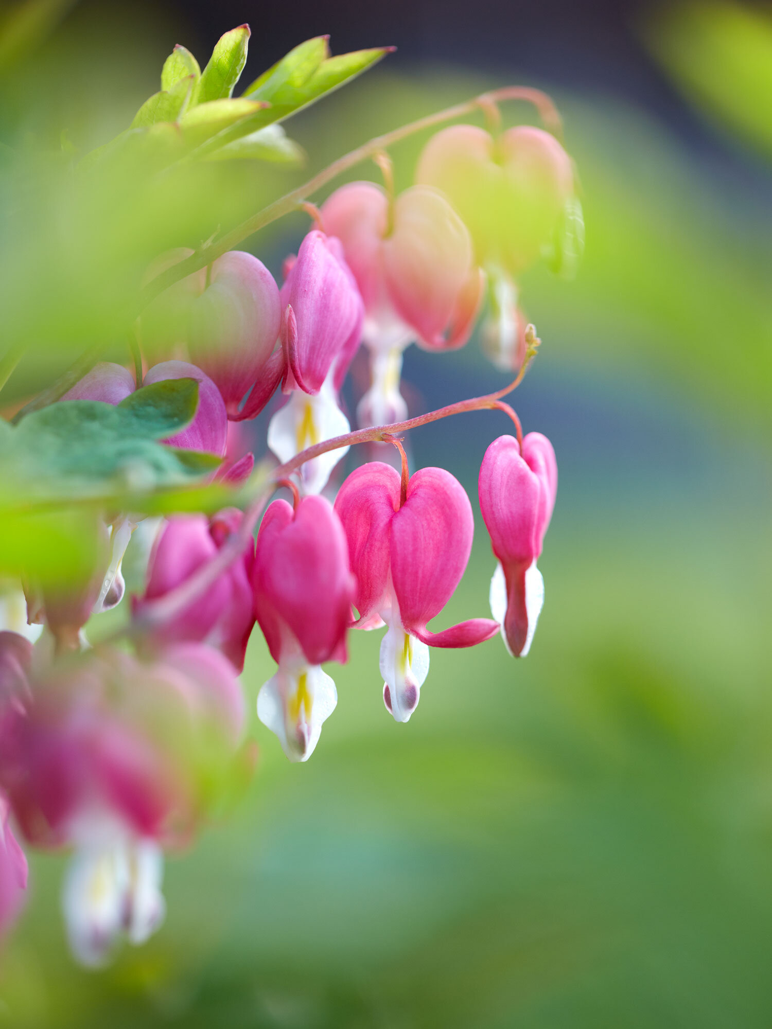 Garten-Mai-15_004_Web.jpg