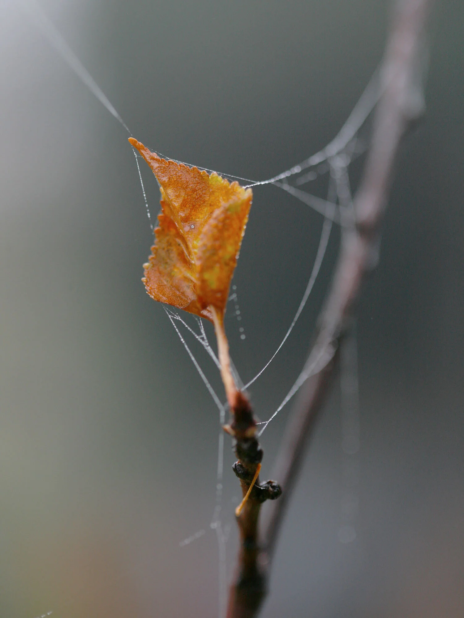 Garten-Nov.11-027_Web.jpg