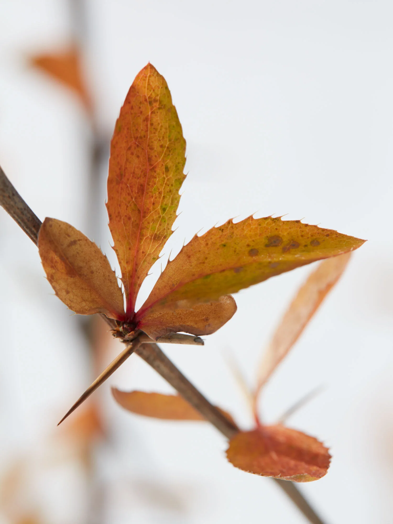 Kl.-Heide-Dez.14_133_Web.jpg