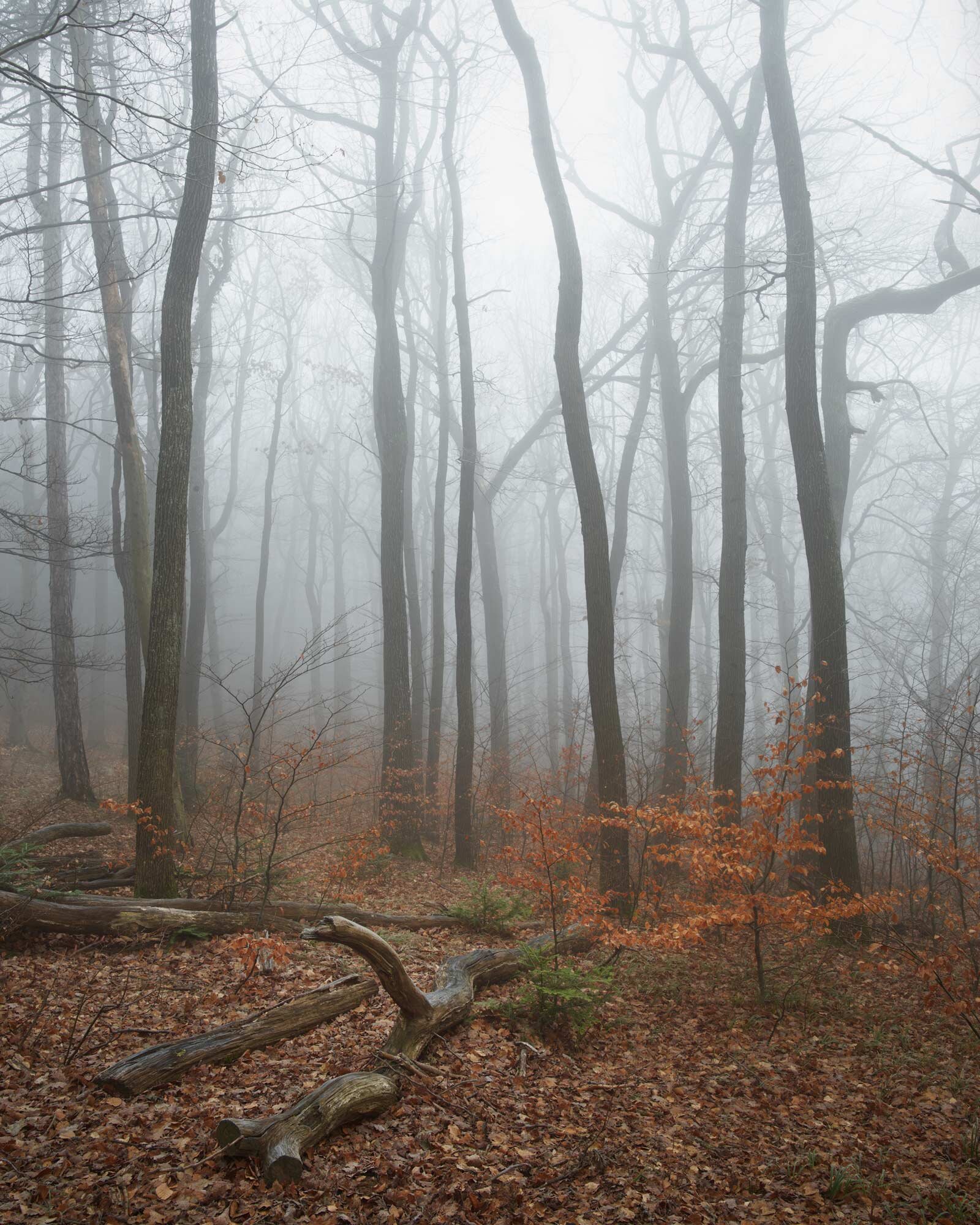 20200117_Gießhübl_Nebelwald_IQ3_Web_CF000077.jpg