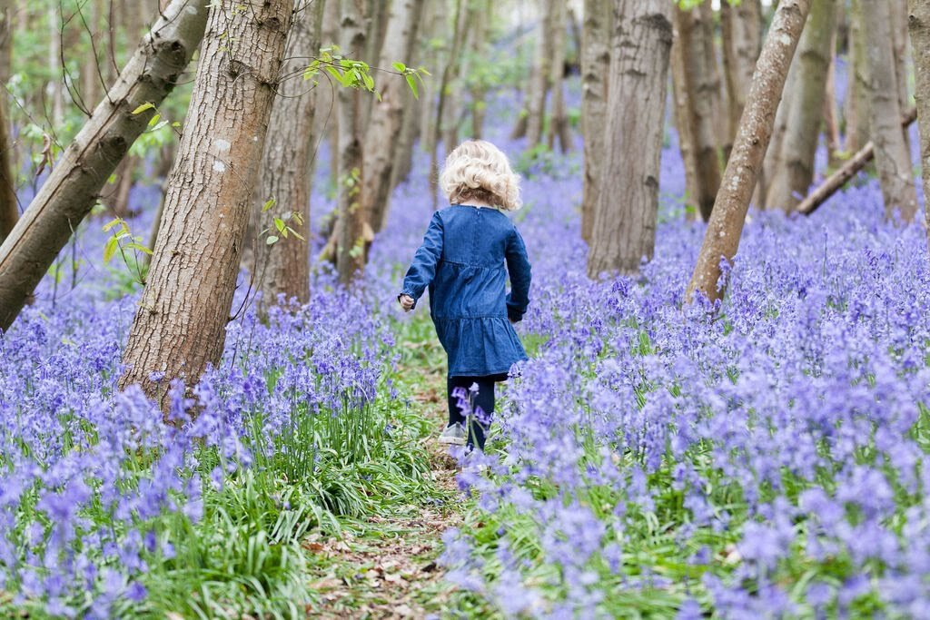 Riverhill-Gardens-Sevenoaks-Kent-Bluebell-Festival-2020.jpg