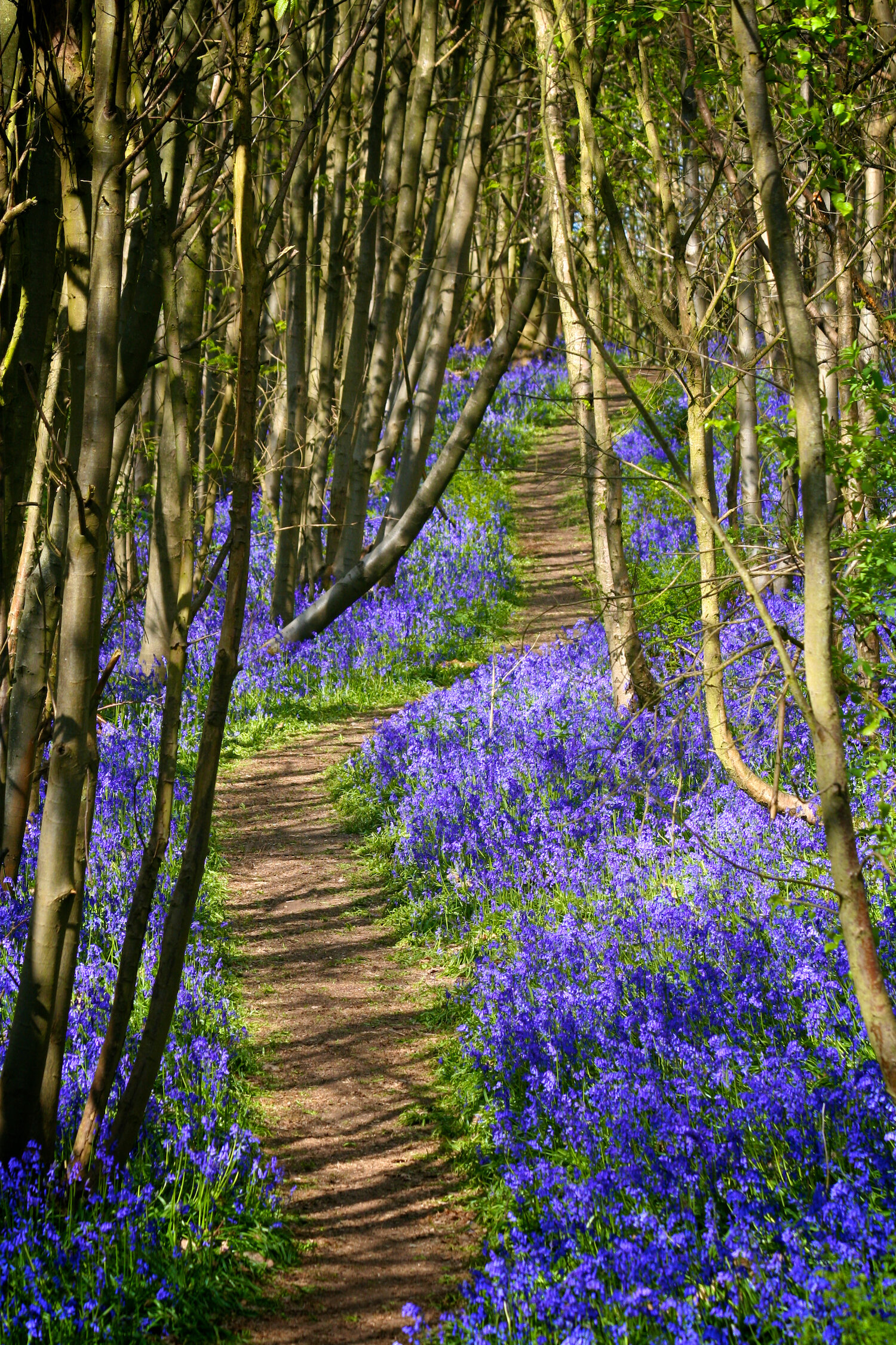 Riverhill-Gardens-Sevenoaks-Kent-Bluebell-Festival-2020-Chestnut-woods-walks.jpg