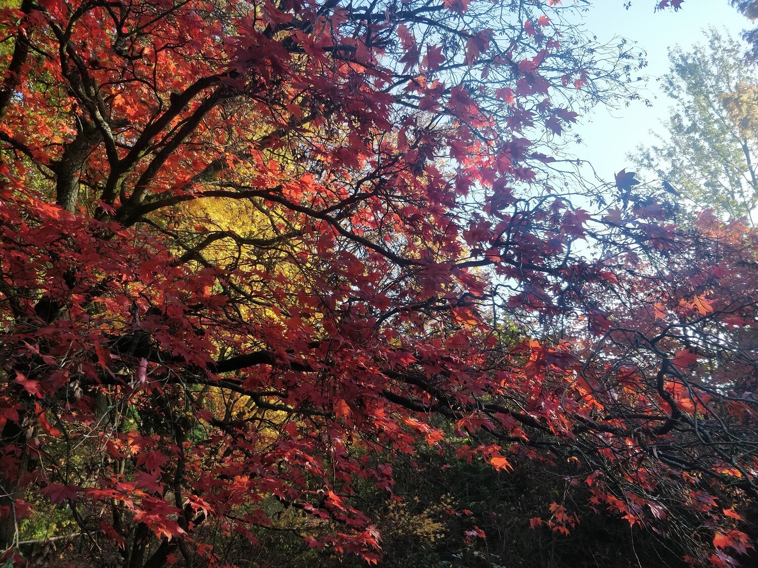 riverhill-gardens-sevenoaks-kent-autumn-colours-2020.jpg