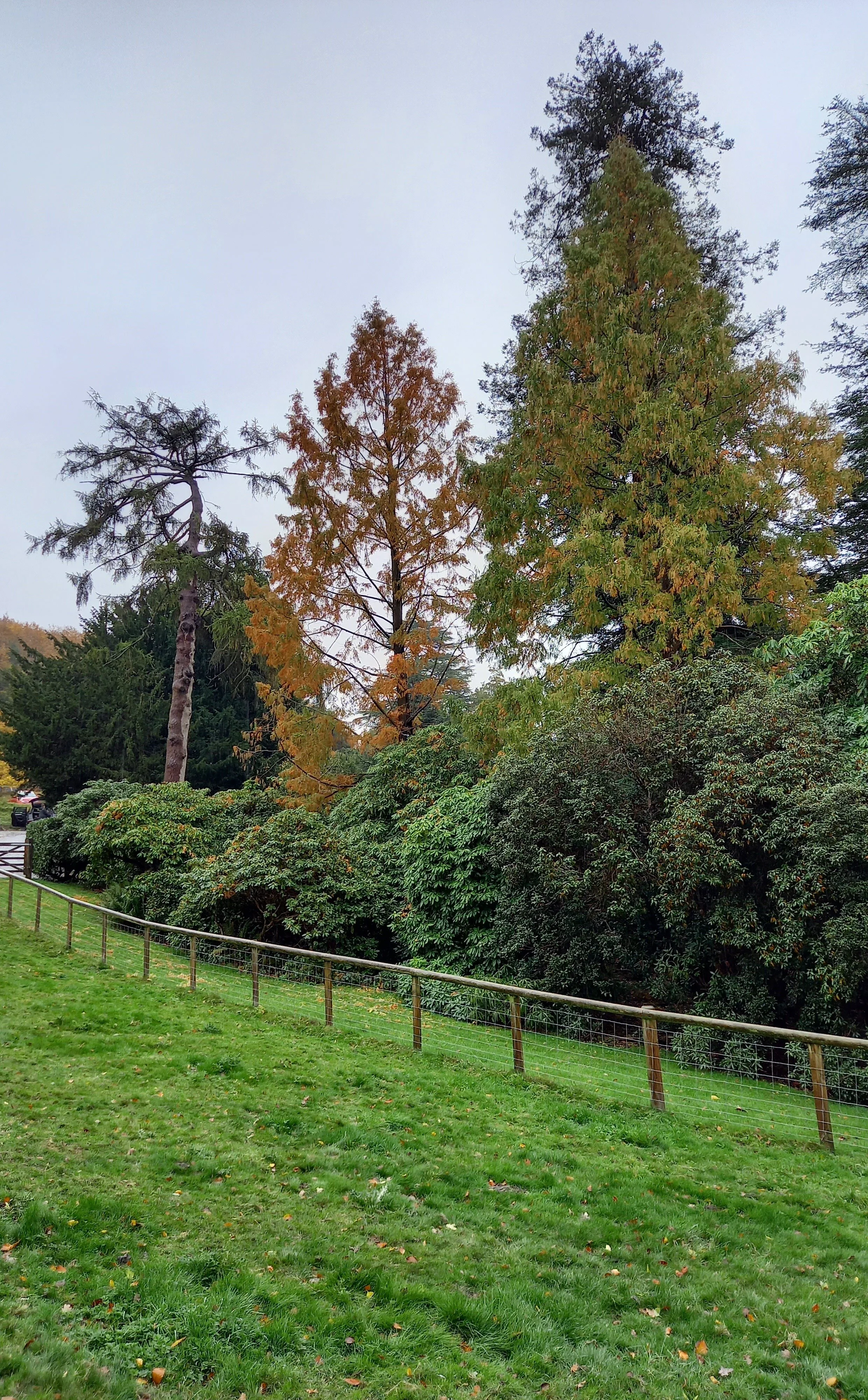 Metasequoia (with Larch in the background) On the driveway at Riverhill.