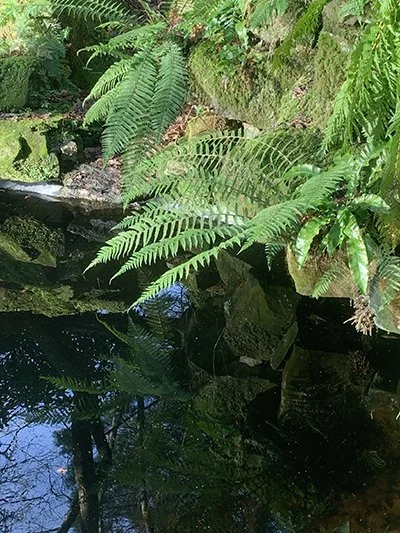 Life among the ferns: A Love Story