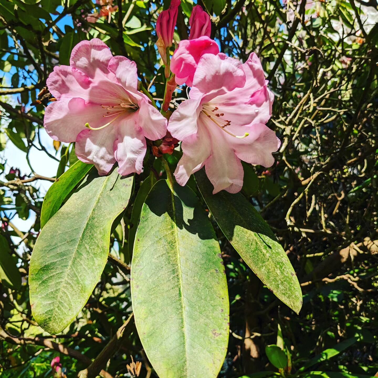 Rhododendron time has begun..... Head to the Wood Garden and enjoy.

___________________________________________

#rhododendrongarden #rhododendroncollection #rhododendronseason #woodgarden #rhodoseason #may #flowers #rhododendrons #gw2for1 #historic