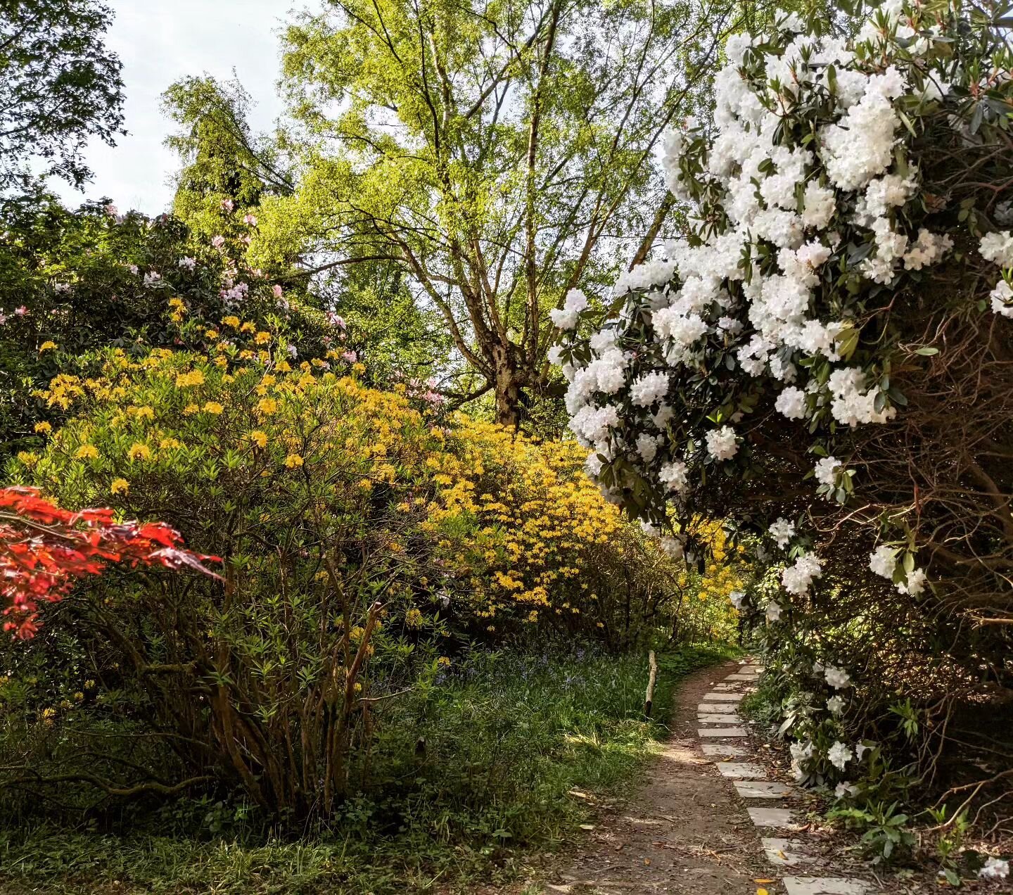 Rhododendron &amp; Azalea Season is honestly the loveliest time to visit, especially in the sunshine. We probably have 2-3 weeks max to make the very most of them. 

Season ticket holders, @historic_houses members and @gardenersworldmag 2for1 card ho