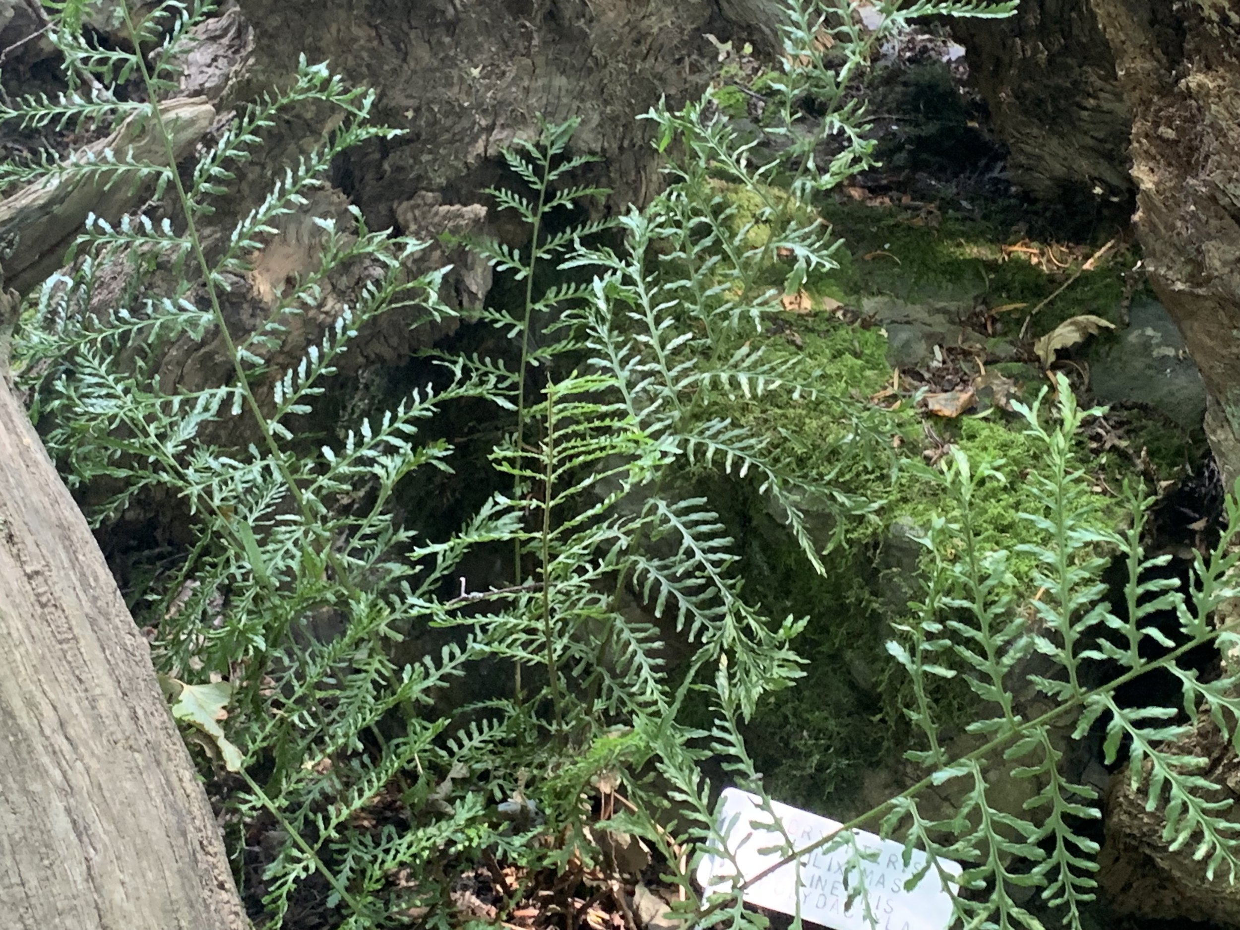 Dryopteris filix-mas Linearis Polydactyla.jpeg