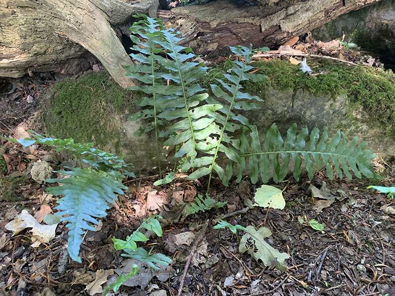 Polypodium vulgare.JPG