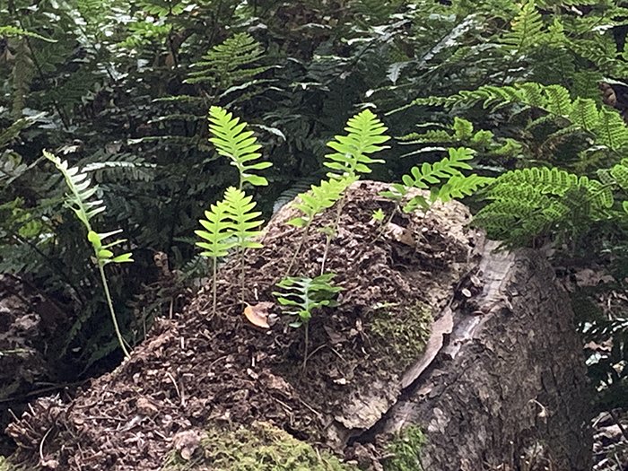 Polypodium interjectum 2.JPG