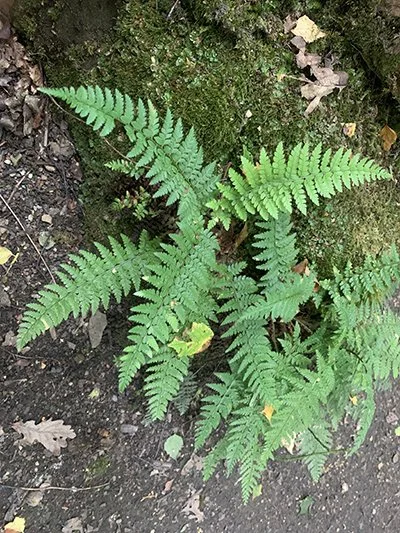 More from the Rock Garden....