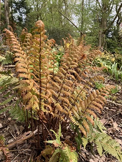 Dryopteris Erythrosora 4.JPG