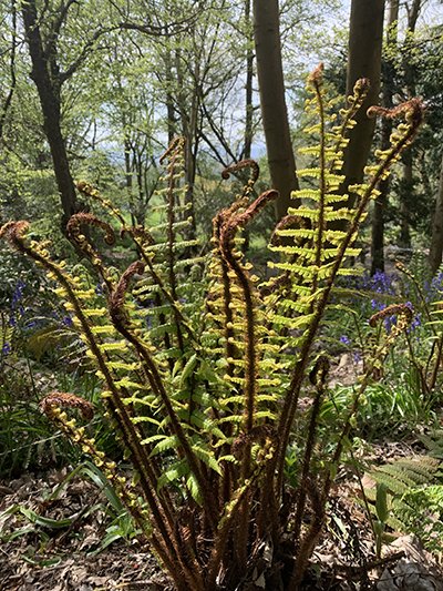 Dryopteris wallachiana.JPG