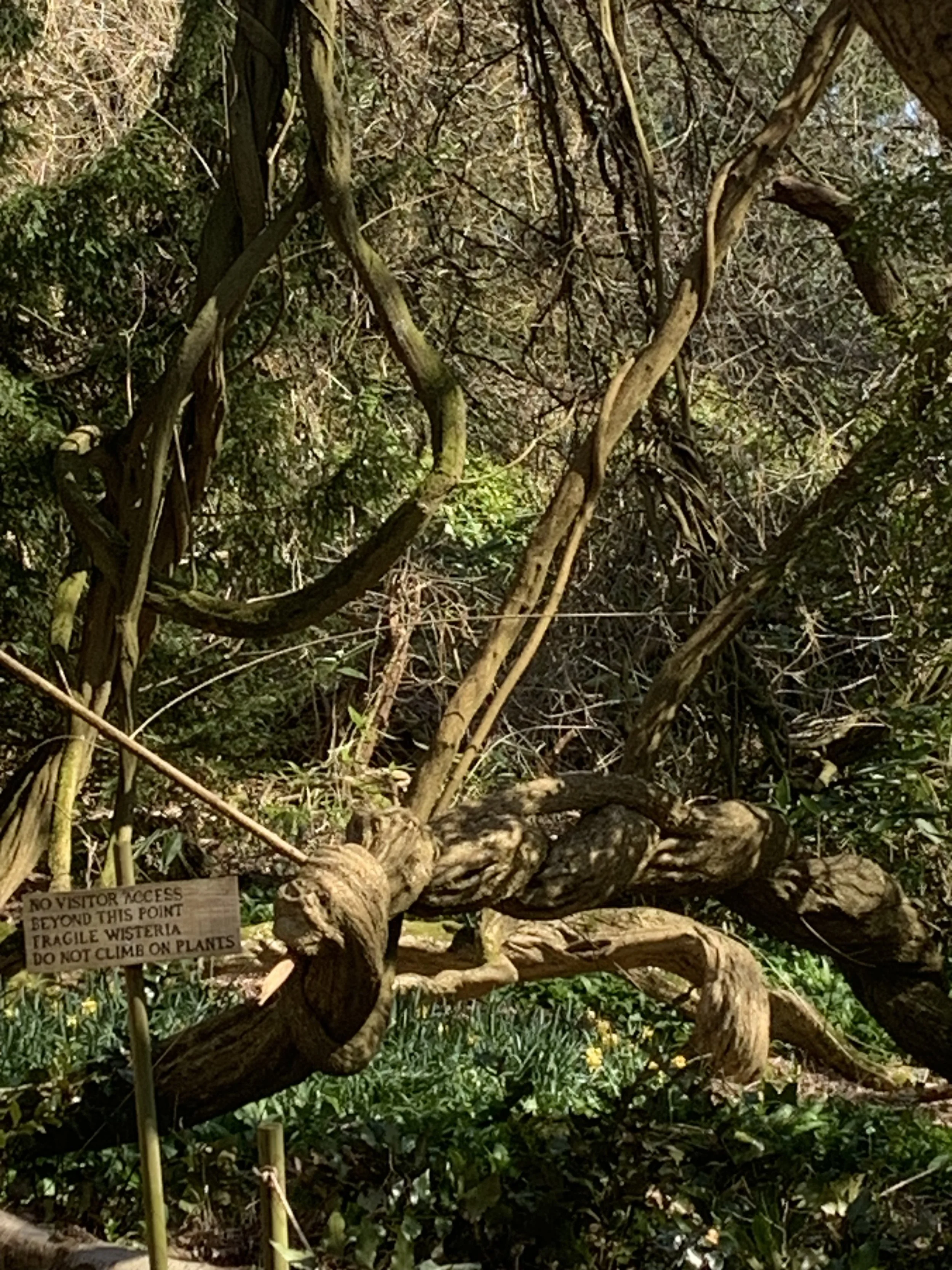 Nature's Sculpture.JPG