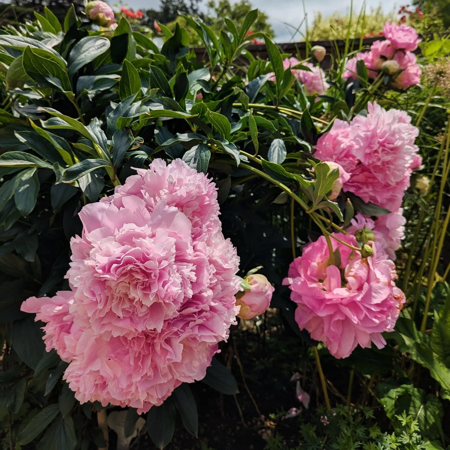 This week at Riverhill....

Peonies of amazing splendour in the Walled Garden (final week to enjoy I think) 

@artinjunekent exhibition in Garden Room

Troy Treasure Hunt in the Wood Garden

Sculpture trail, courtesy of @surreysculpturesociety 

Abun