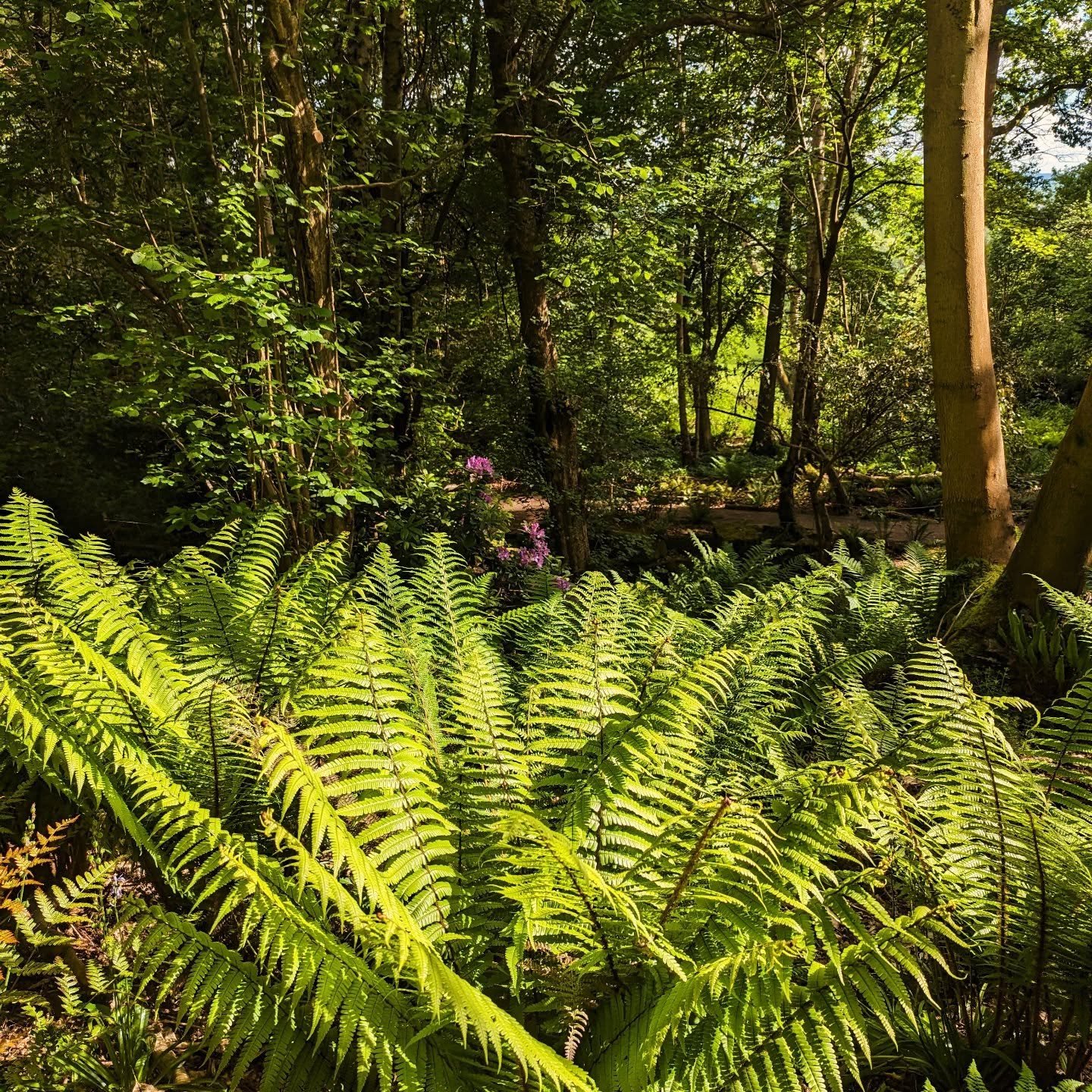 FERN FESTIVAL 28th &amp; 29th June. 

Join us for a fabulous, fun and informative weekend of fern based fun!

There are tours of the Rock Garden, with Jonathan, family friendly talks by Misako, fern based crafts to do, challenge the fern expert, fern
