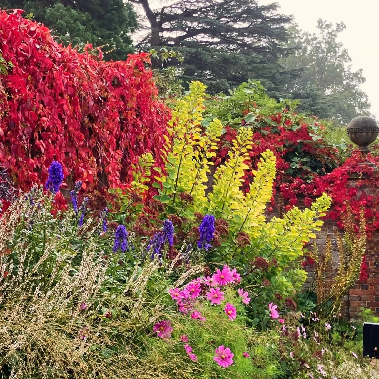 Riotous colour explosion popping off in the Walled Garden. V good for the soul x

______________________________________________________________________

#goodmornıng #walledgardenborders #walledgardens #autumncolour #autumnplanting #gardencolours #e