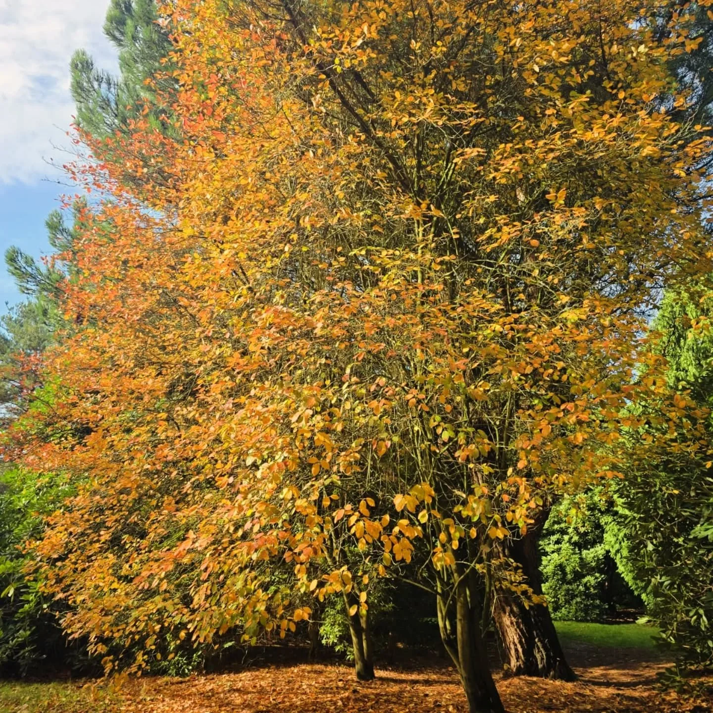 Hello to October....The final month of our season and home of the much loved Pumpkin Festival.( 18th Oct - 2nd Nov) .....

Everyone is busy getting ready, including the trees, and we cannot wait to create some cosy Autumn magic for you all 🎃🍁🍂🎃

