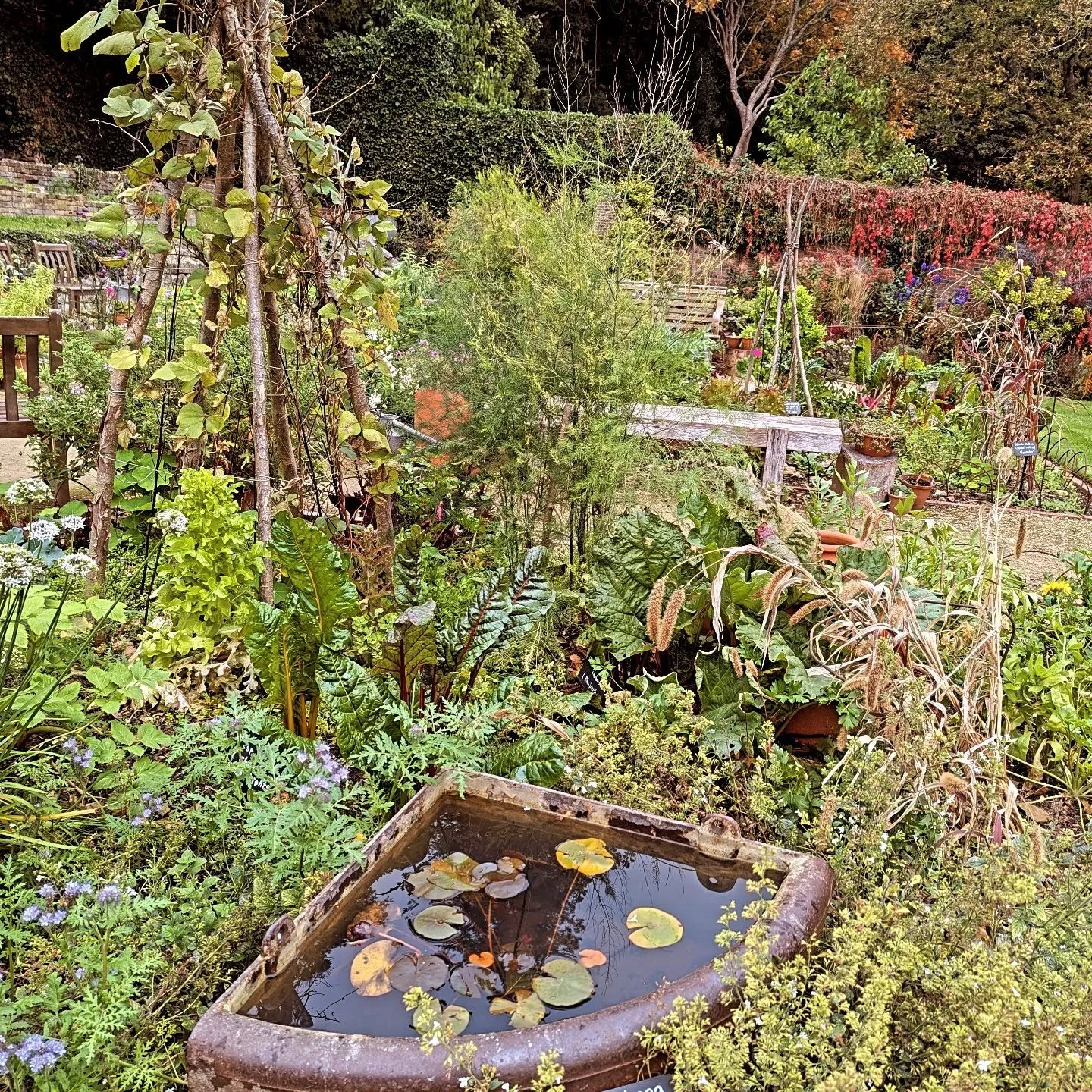 So many pockets of joy in the Gardens at the moment. 

_____________________________________________________________________

#gardensinautumn #gardensinoctober #countrygardens #walledgardens #potager #potagerplanting #pocketsofjoy #theviewfromhere #