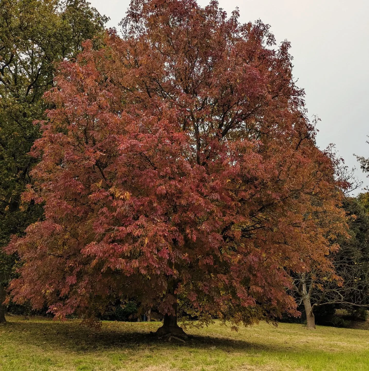 Perfect autumn tree, perfect autumn day ! X

__________________________________________________________________

#sundayspots #sundaymorning☀️ #autumnmorning #theperfectsundayspot #sundayinthegardens #autumncolours #autumnplaces #autumngarden #seveno