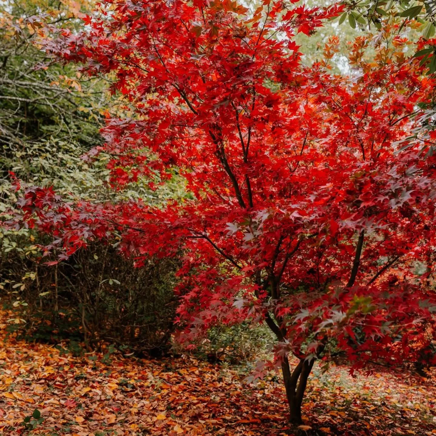 #nofilter Riverhill Acer, image courtesy of the ever talented @clairelaceyphotography .

Perfect autumn has returned and we are here until Sunday for all your pumpkin requirements! Come carve yours before the veil thins on all hallows eve tomorrow ni