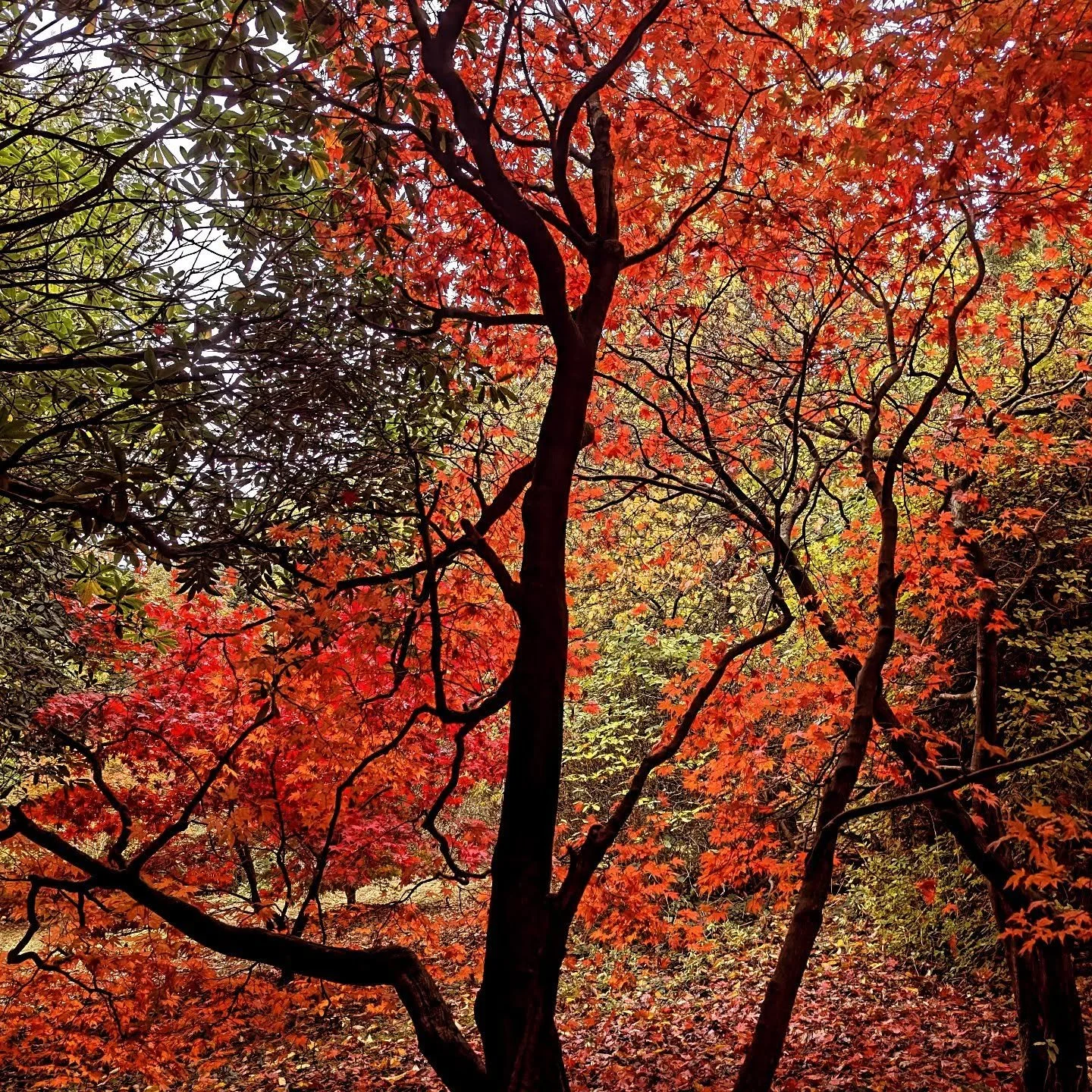 The last hurrah is here!!!! Please join us for one more garden visit for 2025 before we hibernate for the winter!!!

Saturday and Sunday we are making sock pumpkins in the grotto, in case you are all carved out.

 Pumpkin carving will still be availa