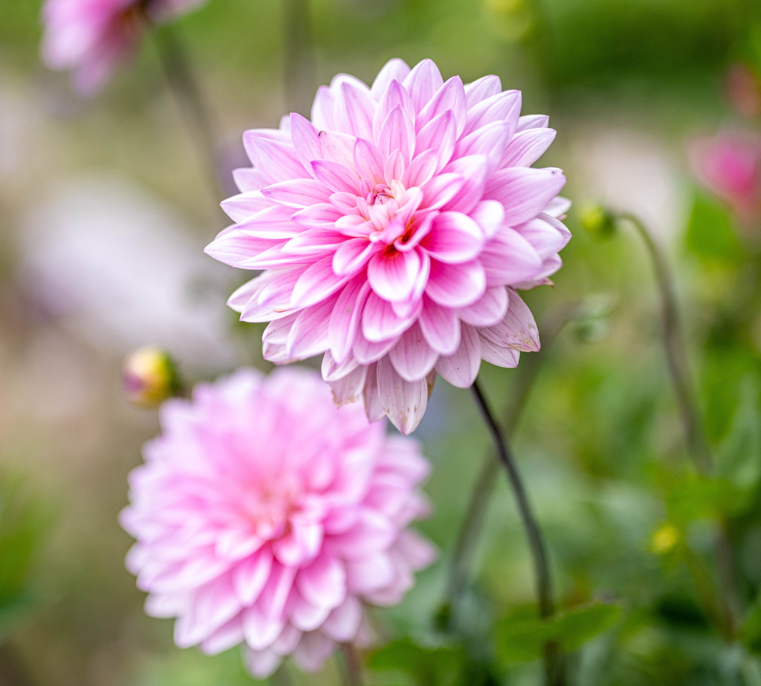 James Polley Photography-54.jpg