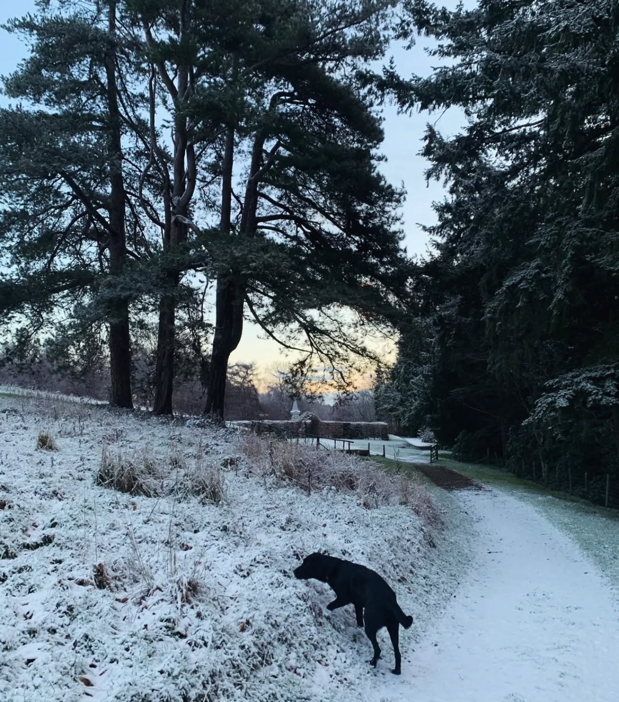 A belated Happy New Year to you all from the snowy peaks of the Himalayan Gardens (ft. Roger). 

Hope you are all easing into 2026 gently and cosily.

Looking forward to seeing you all again in March...Which suddenly feels very close and there is lot