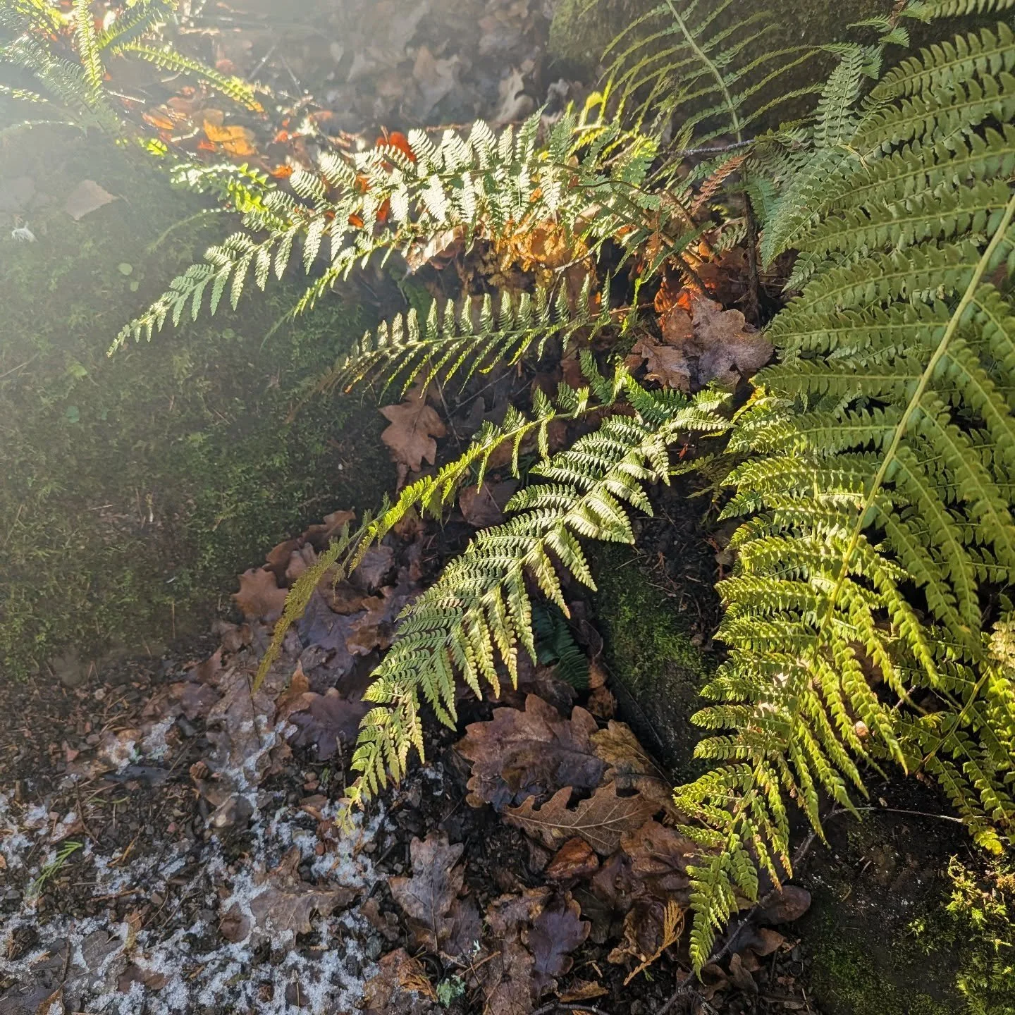 Some gorgeous winter light  in amongst the grey January sogginess x

________________________________________________________________________

#ferngarden #rockgardens #mossandsnow #sevenoaks #kent