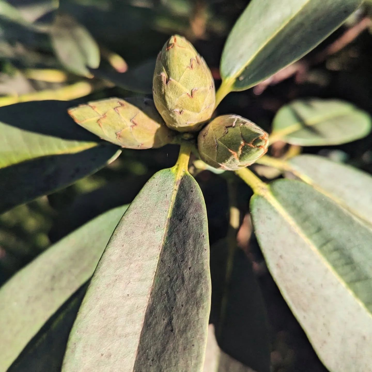 To illustrate how long January feels....I thought I had forgotten to do February's mailout before I realised IT IS STILL JANUARY and it will be for 8 more days....

So here is a visual reminder that very good things are coming back ...and it won't al