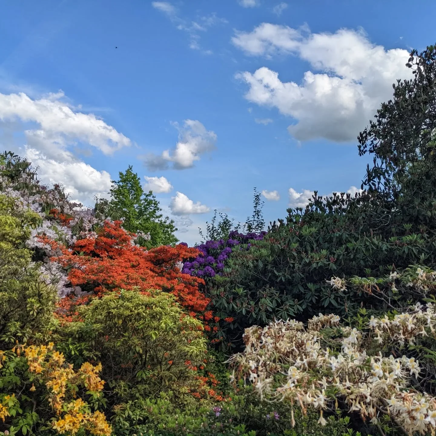 Hello...still January and now it's just raining all the time.

 Thought we could all use another visual reminder that other colours,except brown,  grey and blah, are available in nature and  will be coming our way very soon ! 

#chinup #sevenoaks #ke