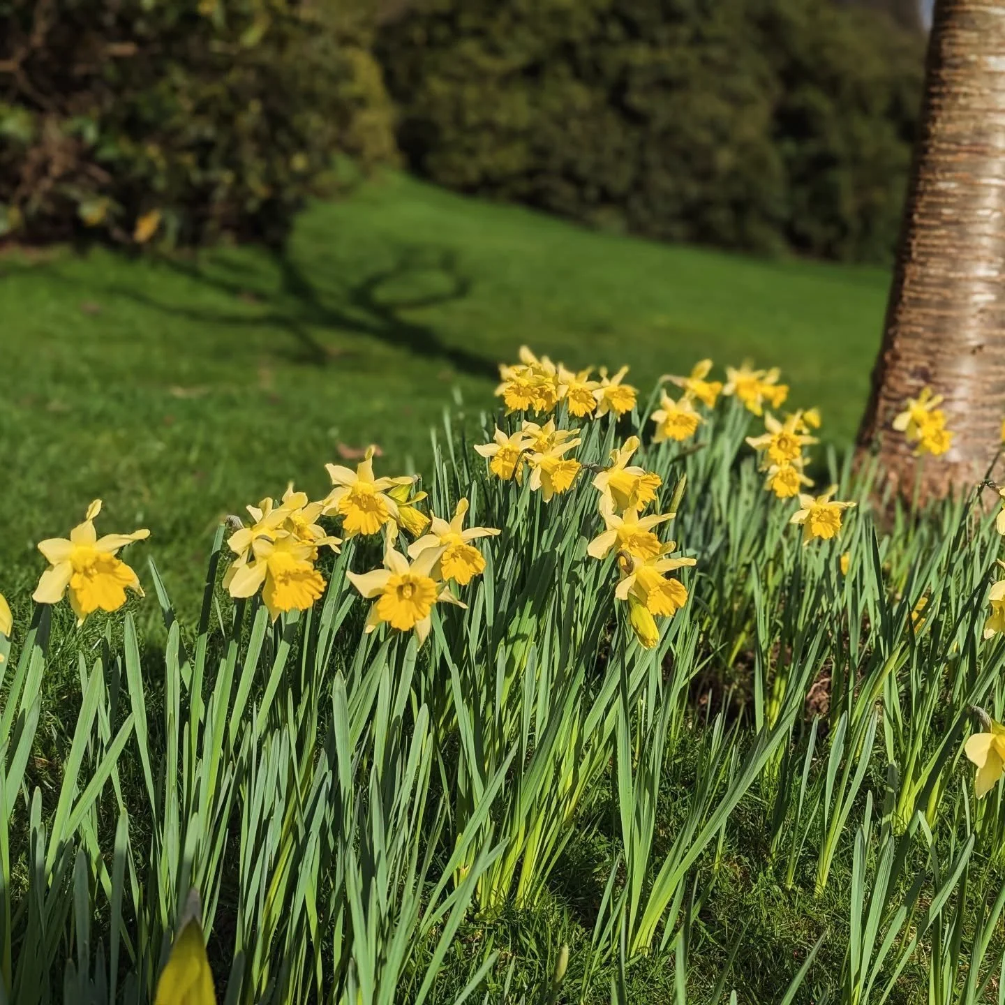 16 days until we re-open for 2026! The gardens are full of activity and, suddenly,  Spring. Very much hoping it might stick around.

All activities are now up on the website. Have a look at what we will be doing....We are beginning, as is traditional
