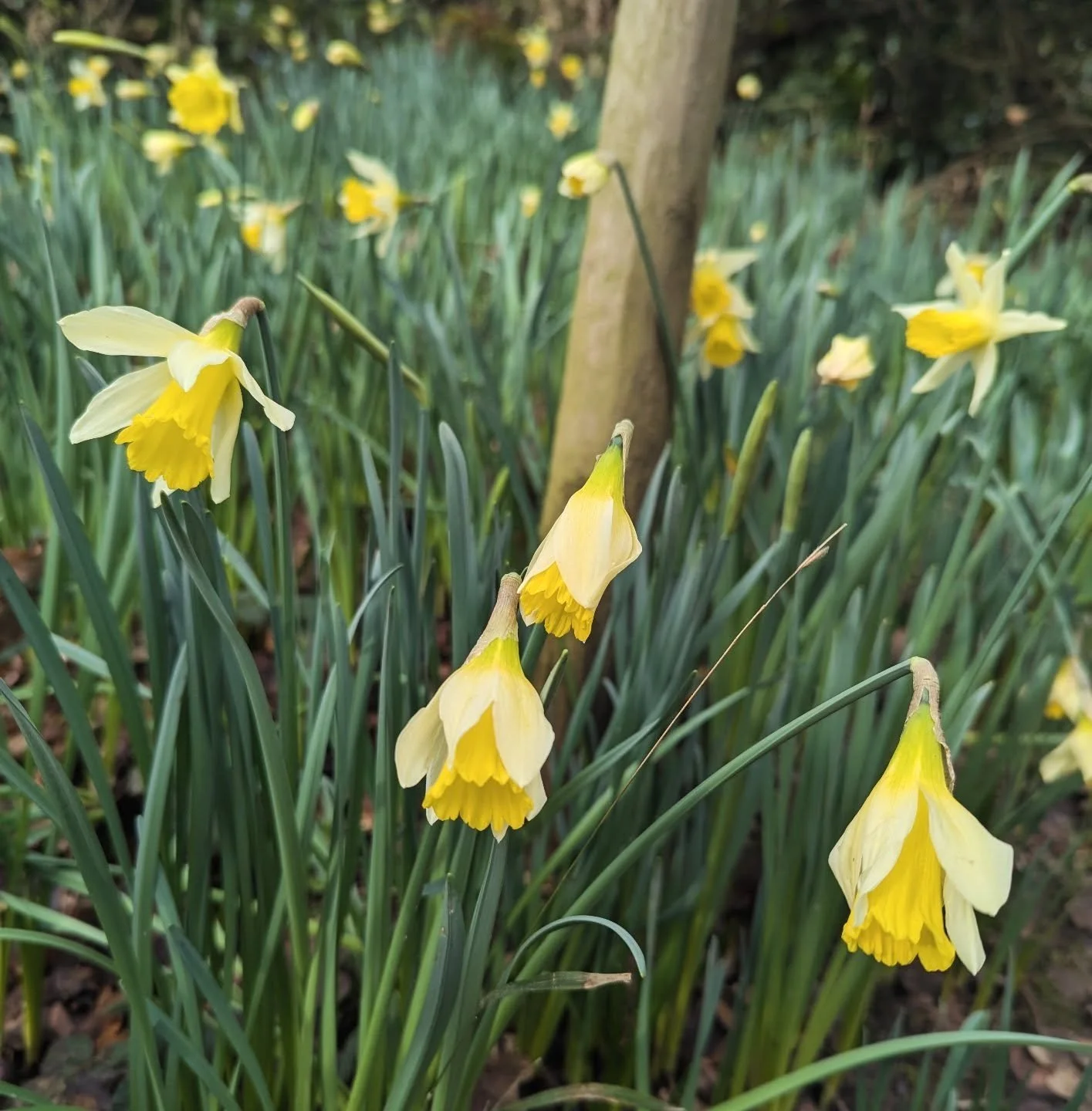 Some very joyful progress, and no rain, what a day !

___________________________________________________________________

#springgardens #firstdaffodils #sevenoaks #kent #springwatch
