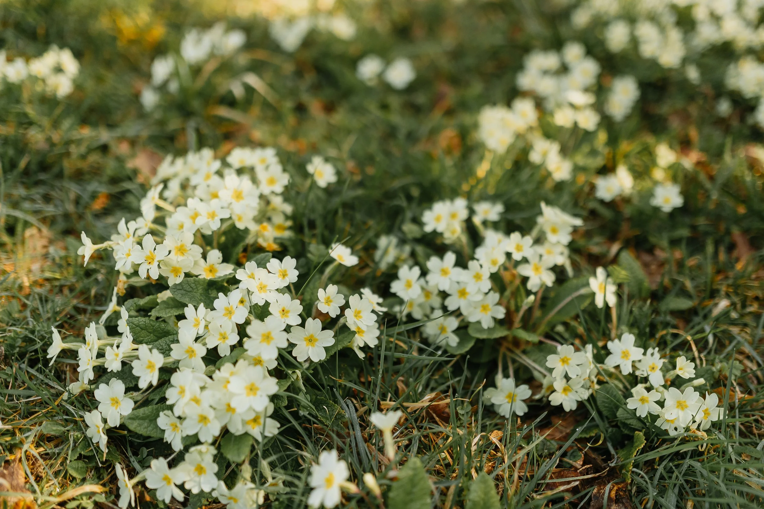 Coming up in the Gardens....