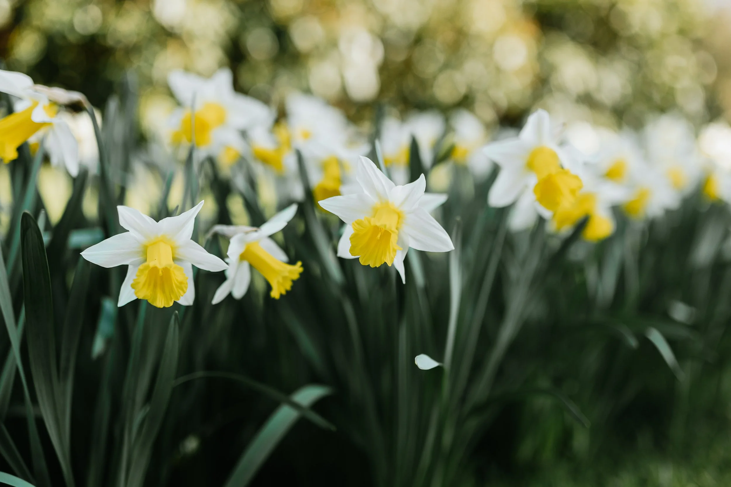 Welcome back to the Gardens!